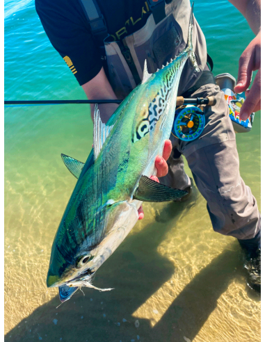 Soie Cortland intermédiaire intégrale...