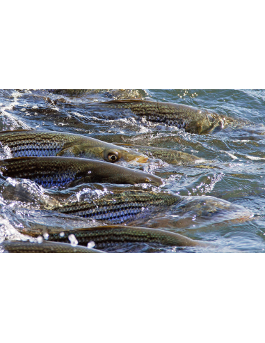 Cortland Striped Bass Blitz Cold Salt...