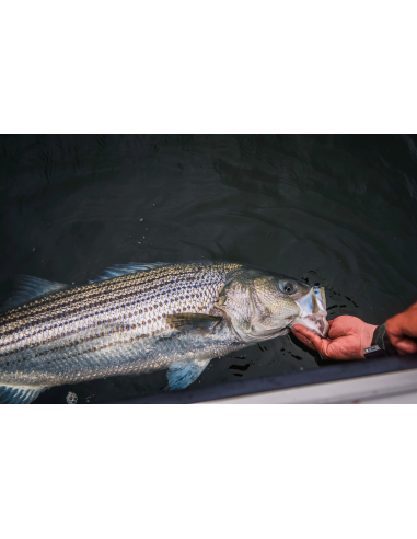 Soie Cortland “spéciale bar” à pointe...