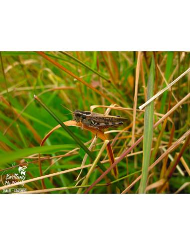Canne à mouche Trout Tight Quarters...