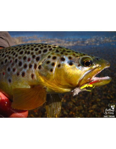 Canne à mouche Trout Tight Quarters...