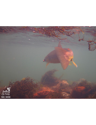 Canne à mouche Trout Tight Quarters...