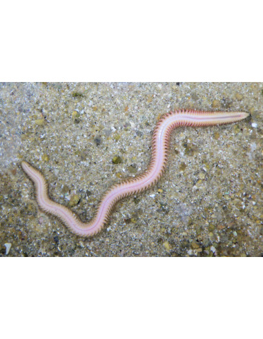 Børstemark" marine ragworm imitation...