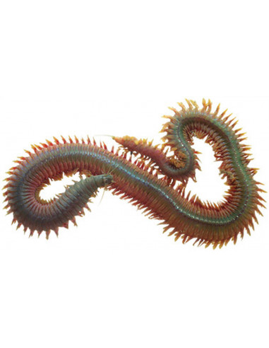 Børstemark marine ragworm imitation Hot Orange/Black