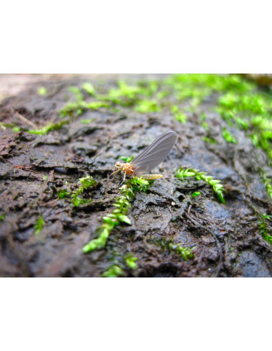 JBE20 Devaux Emerger