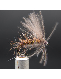 Oreille de lièvre CDC...