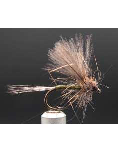 Emergente Olive Florian EM4