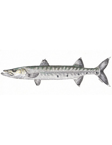 RIO Ka-Cuda barracuda special pattern