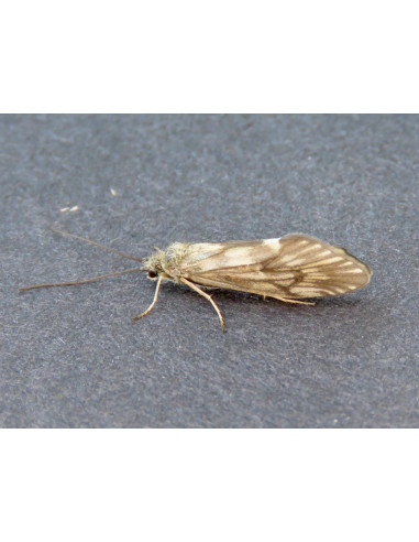 Grannom Emerger Barbless FMF Tactical...