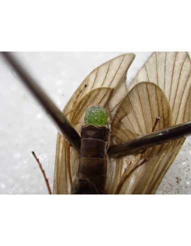 McPhail Bubble Wing Caddis Grannom...