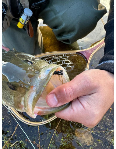 Fat Albert Noir BFF™