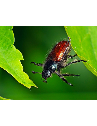 Scarabée Coch-y-Bonddu Beetle FMF