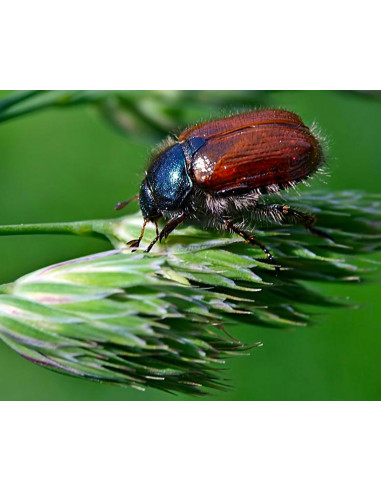 Scarabée Coch-y-Bonddu Beetle FMF