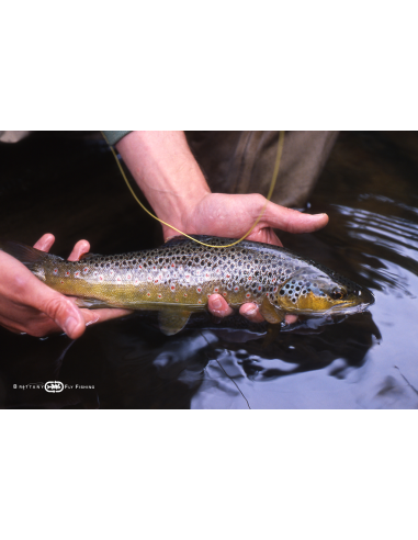 Small Stream Lightline “The Jaudy”...