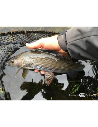 Canne à mouche Grayling Special “The...