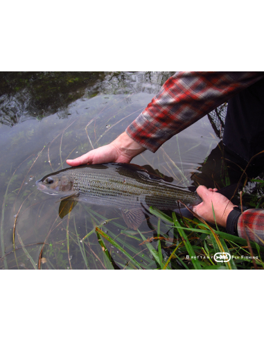 Canne à mouche Grayling Special “The...