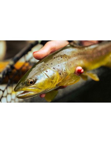 TFO Solution Fly Rods