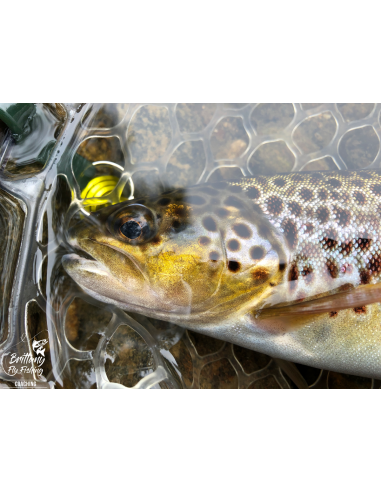 Celtic Trout Traveler “The Aulne”...