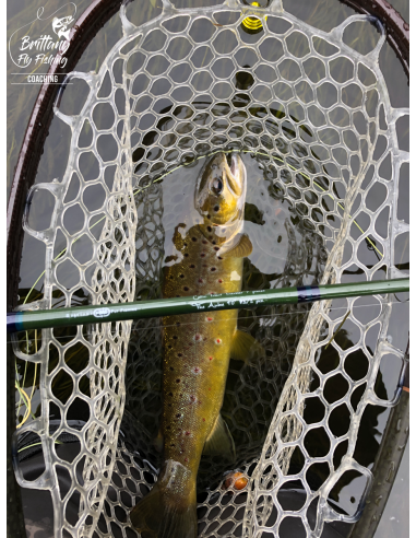 Canne à mouche Celtic Trout Traveler...