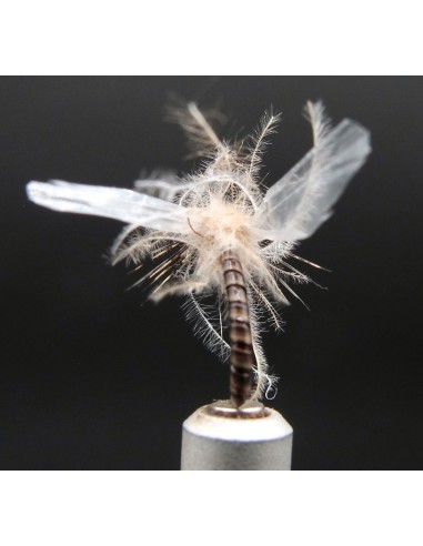 Chironome adulte Florian EMC