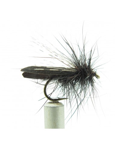 Drag Sedge Noir Florian