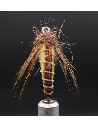 Nymphe casquée trichoptère Florian...