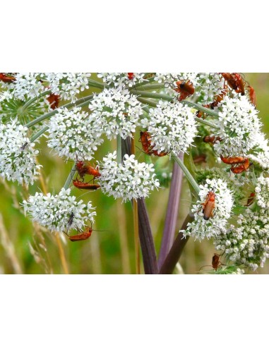 TRS Téléphore Fauve DK Flies