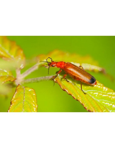 TRS Téléphore Fauve DK Flies