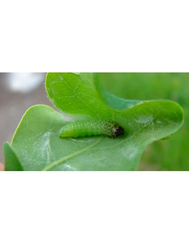 Chenille de saule Nymphe YLF Flies