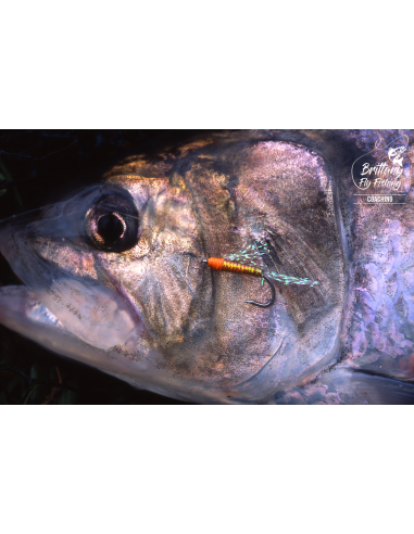 Coastal Rivers Switch “Eog Salar”...