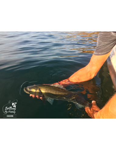 Canne à mouche Seabass Seven “Bay of...