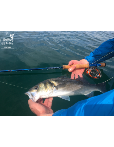 Seabass Eight “Bay of Morlaix II”...