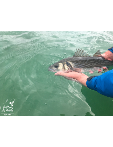 Seabass Eight “Bay of Morlaix II”...
