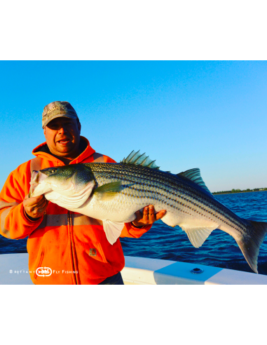 Seabass Eight “Bay of Morlaix II”...