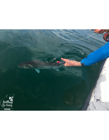 Seabass Eight “Bay of Morlaix II”...