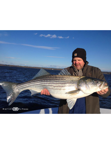 Seabass & Pike Nine “Roadstead of...