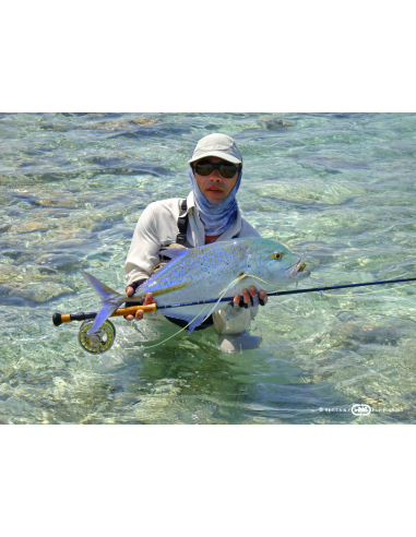 Canne à mouche Seabass & Pike Nine...