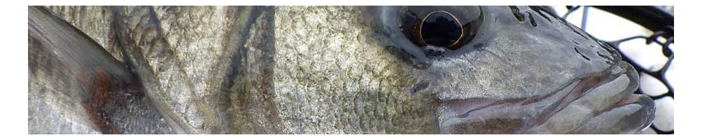 Brittany Fly Shop - European Seabass Fly Lines