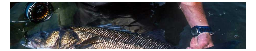European seabass fly reels